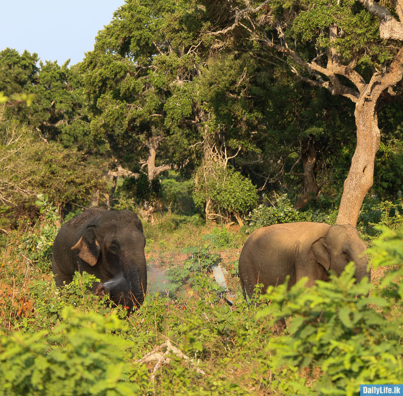 Elephants at Yala